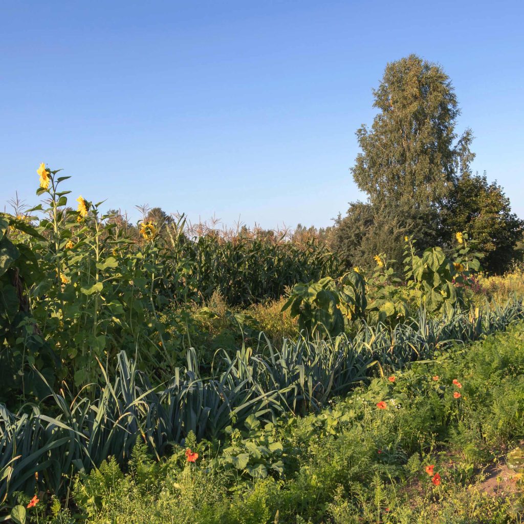Companion Planting
