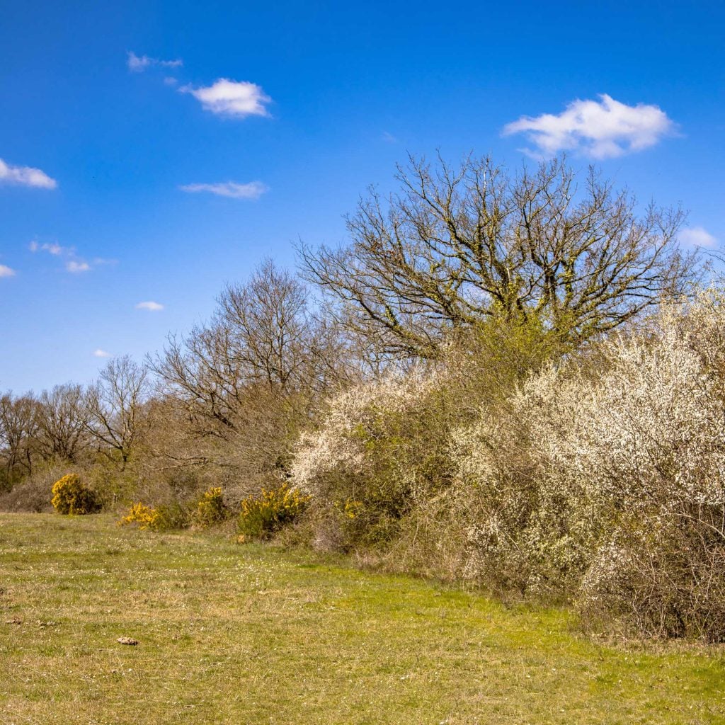 Hedgerows On A Farm