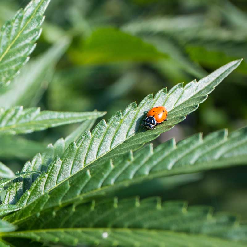 Ladybug on Cannabis Plant