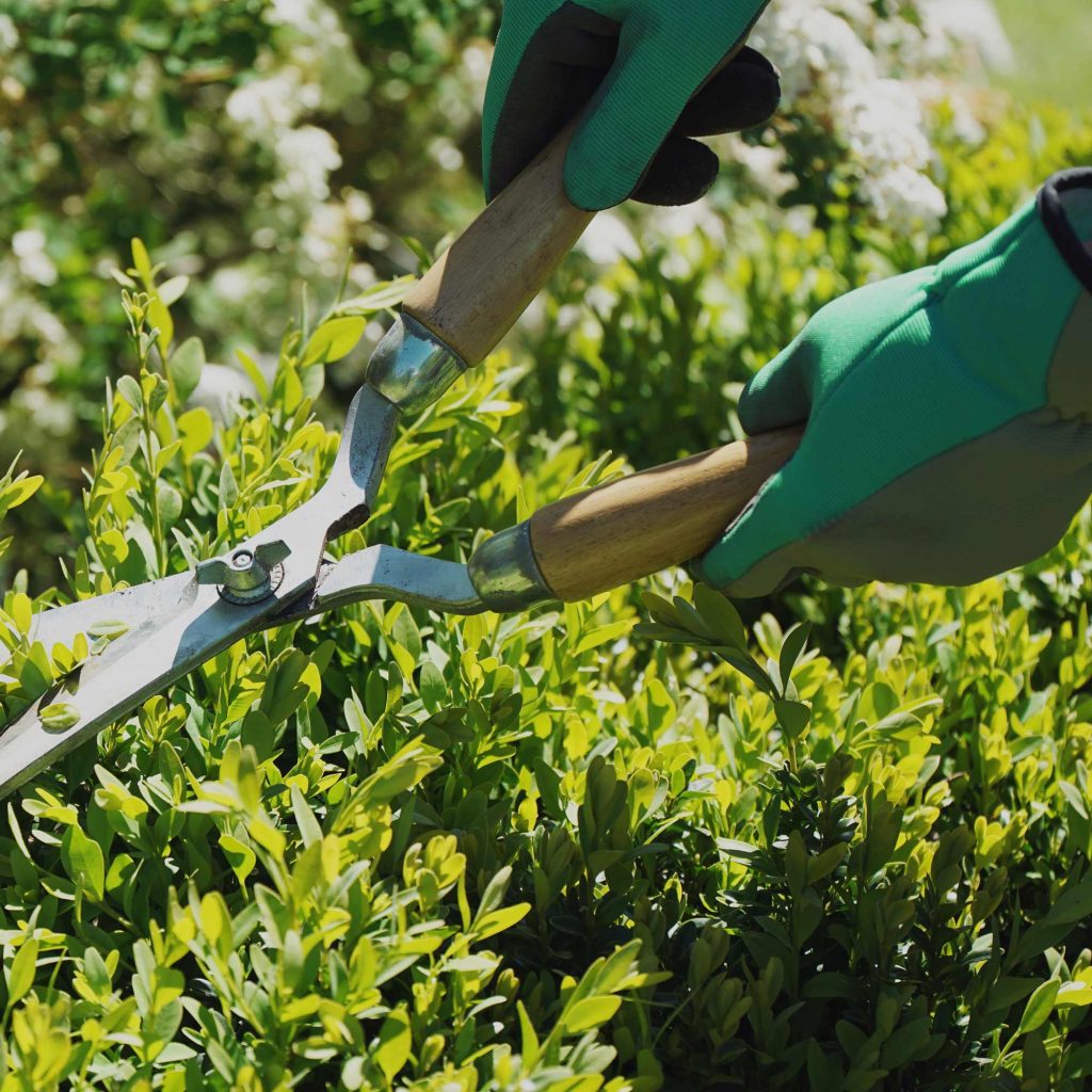 Trimming Hedgerows