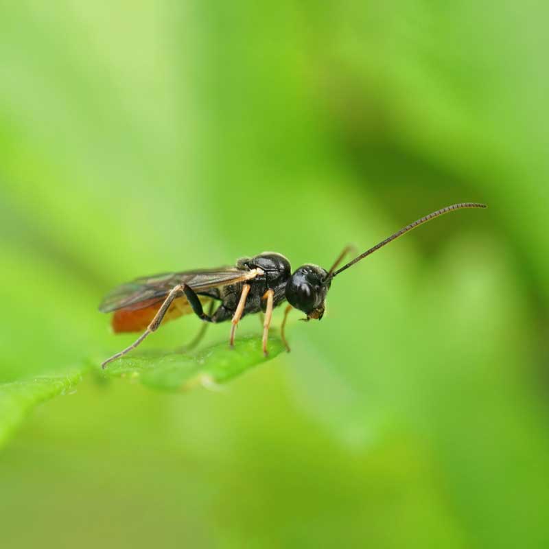 Parasitic Wasps for Integrated Pest Management
